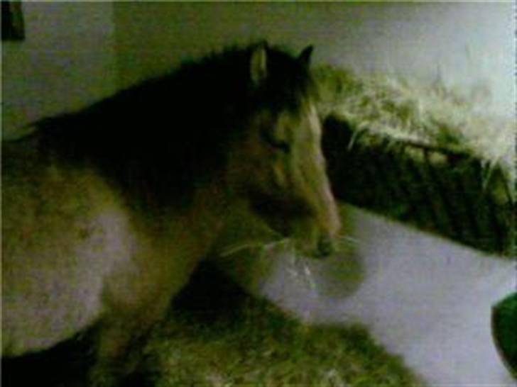 Islænder Rimfaxi - Spiser lige... billede 12