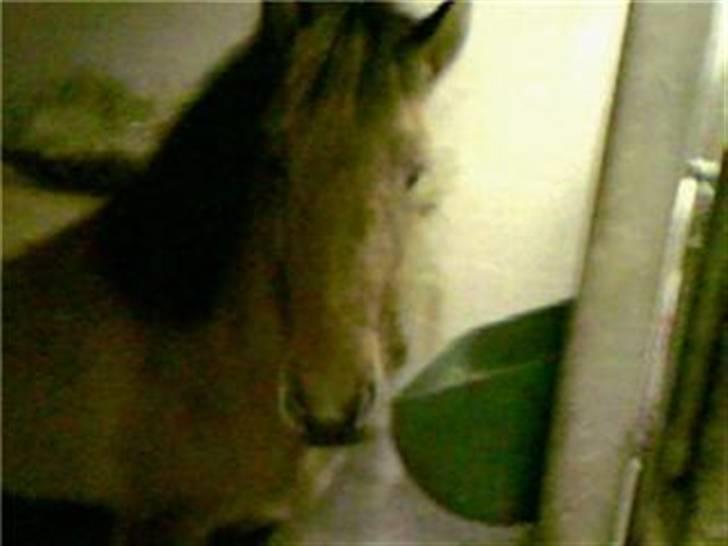 Islænder Rimfaxi - Hej hej...  billede 13