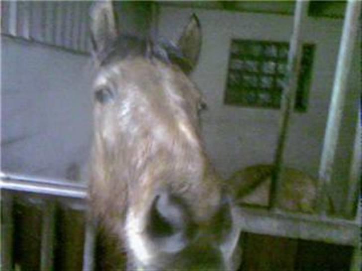 Islænder Rimfaxi - Jeg er meget nysgerrig... :D billede 14