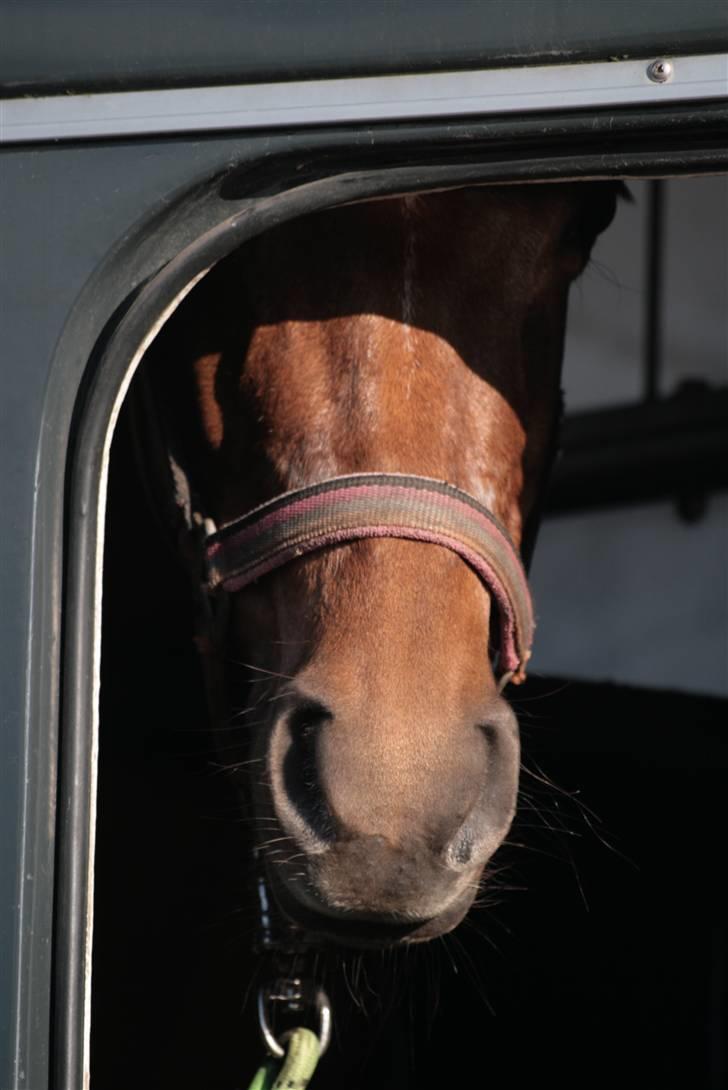 Welsh Cob (sec D) Kielshoop Honeyrose Solgt - Rosie :D Foto: Sisse billede 16