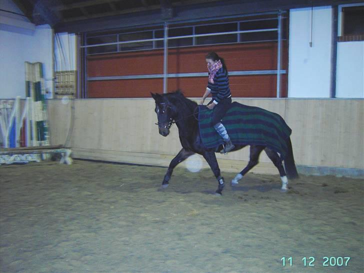 Oldenborg Gazell (Aflivet 30/10/09) - den fine hest i lidt dressur :o) billede 8