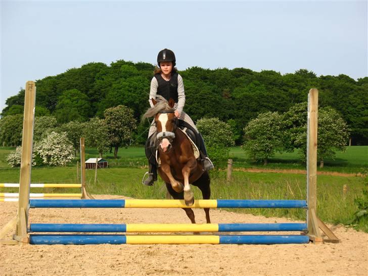 Welsh Mountain (sec A) Sabine - Velkommen til min profil :D giv gerne en kommentar. Til spring-undervisning d. 29/5-08 hun var rigtig sød. foto-*Team Chocolade mousse* billede 1