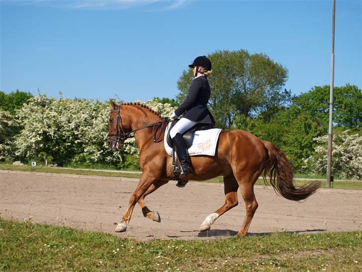 Anden særlig race Surprice - Kastrup Tårnby Rideklub d. 25. Maj 2008 billede 9