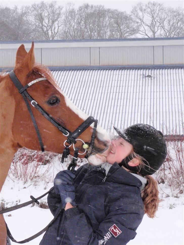 Hollandsk Sportspony Karimh  - Møøøs !.. Ægte kærlighed <3 - Vinter 2009 billede 20