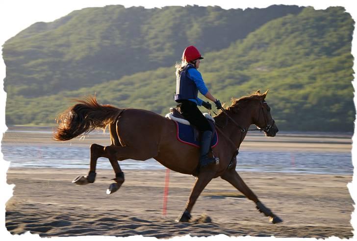 Dansk Varmblod Primera Duval - het ved starten av galoppløp billede 1