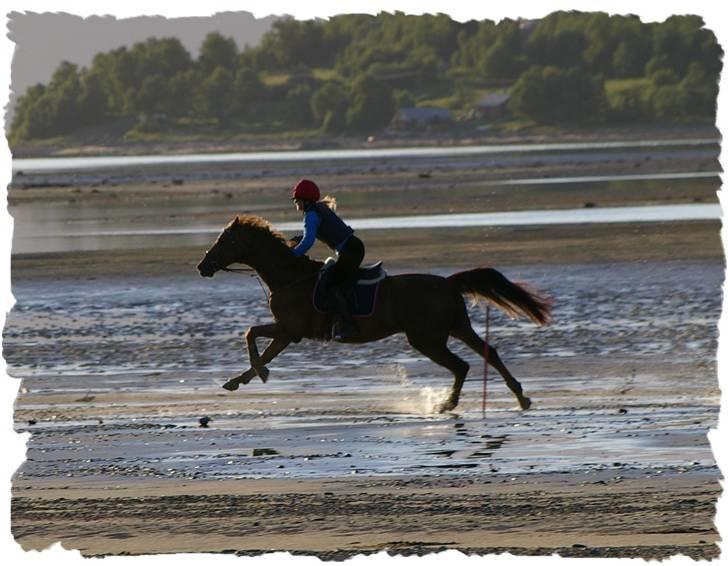 Dansk Varmblod Primera Duval - langer ut:-) billede 2