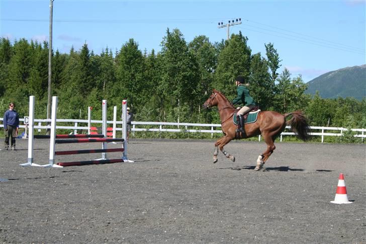 Dansk Varmblod Primera Duval - samler oss mot hinderet billede 3