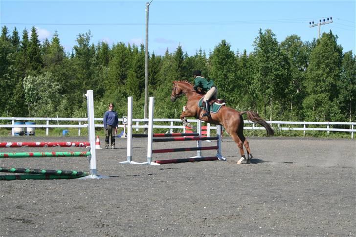 Dansk Varmblod Primera Duval - vårt første stevne sammen billede 4