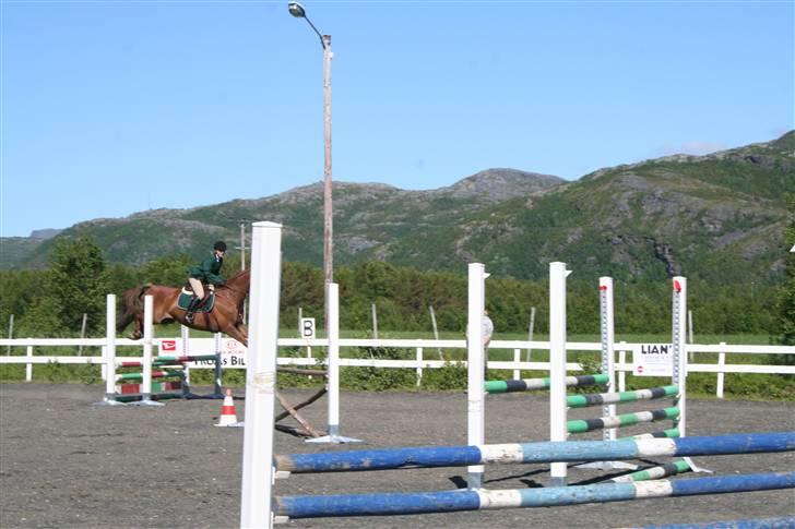 Dansk Varmblod Primera Duval - høyt over! billede 5