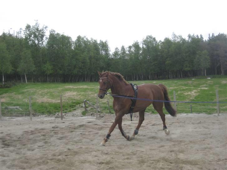 Dansk Varmblod Primera Duval billede 6