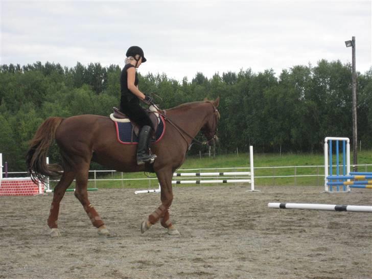 Dansk Varmblod Primera Duval - løsetøyler kurs billede 7