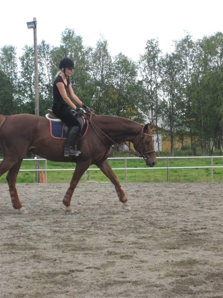 Dansk Varmblod Primera Duval - løse tøyler kurs billede 8