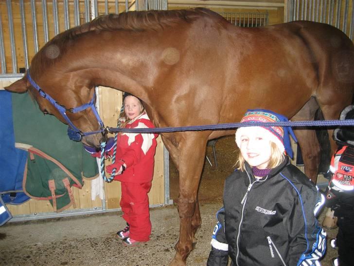 Dansk Varmblod Primera Duval - snill mot børn:-) billede 9