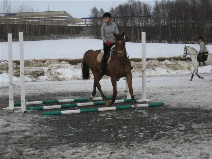 Dansk Varmblod Primera Duval - bakketrening billede 10