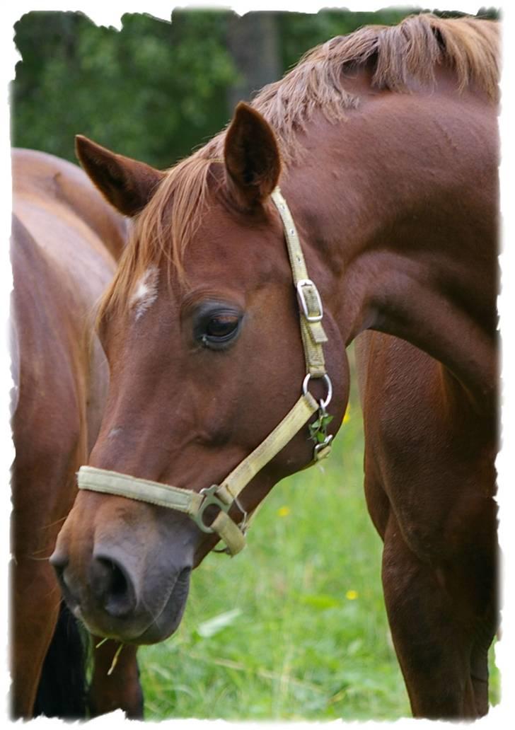 Dansk Varmblod Primera Duval billede 12