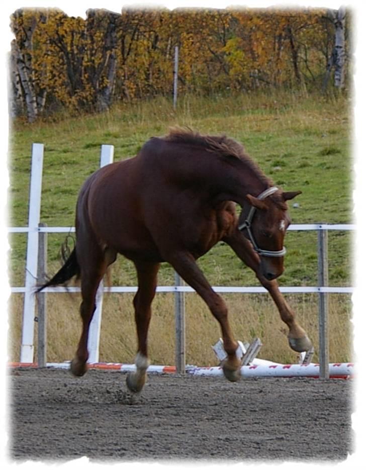 Dansk Varmblod Primera Duval billede 13