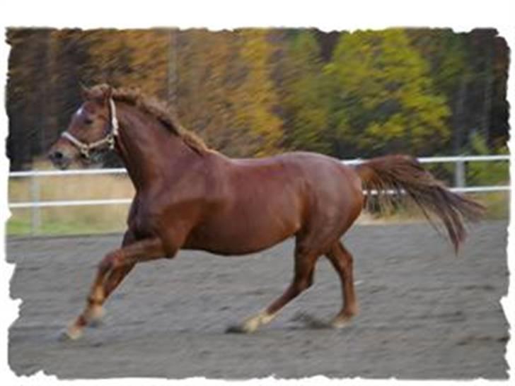 Dansk Varmblod Primera Duval billede 14