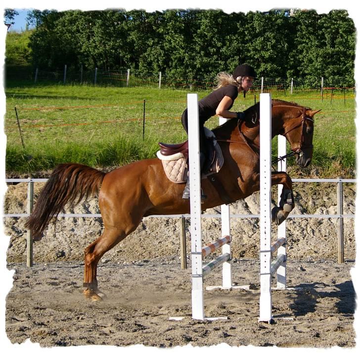 Dansk Varmblod Primera Duval billede 15