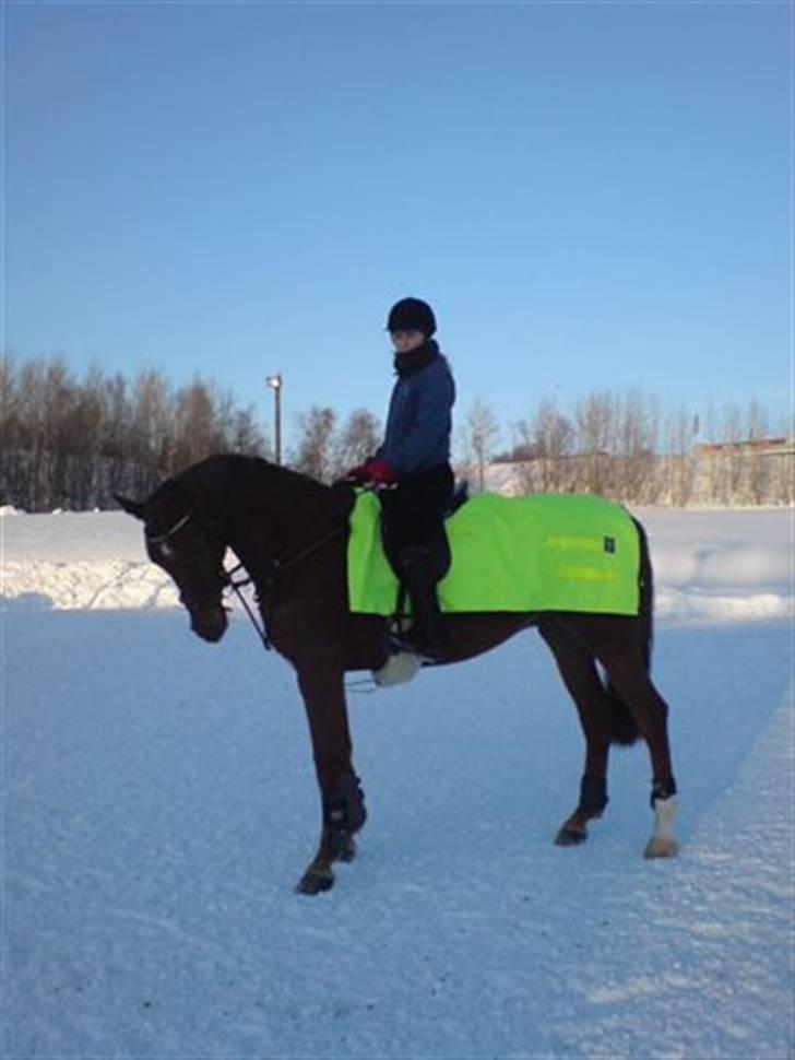 Dansk Varmblod Primera Duval billede 16