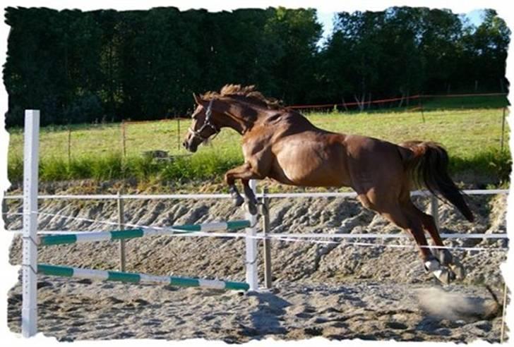 Dansk Varmblod Primera Duval billede 17