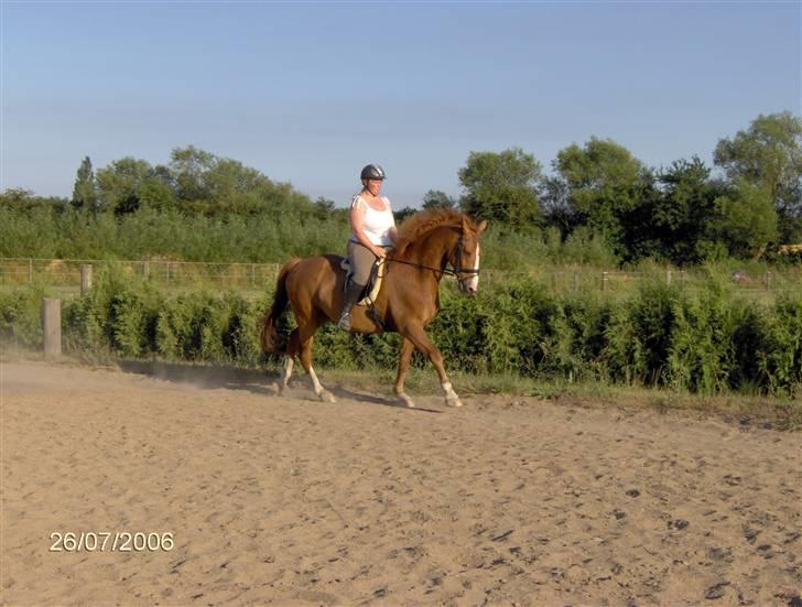 Dansk Varmblod Waldhorn - Sommeren 2006 billede 1