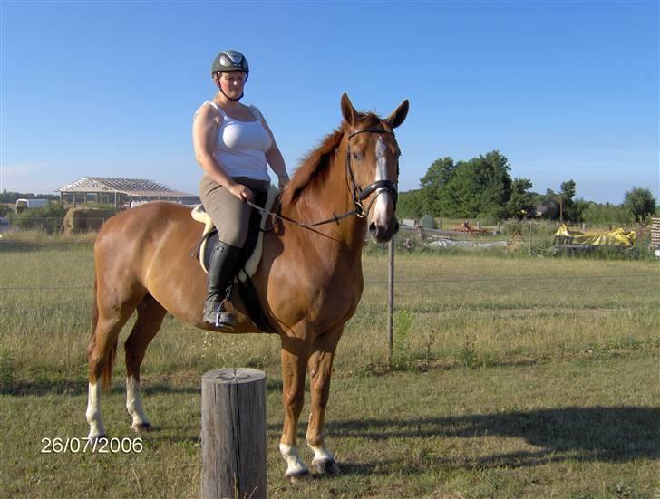 Dansk Varmblod Waldhorn - Sommeren 2006 billede 2