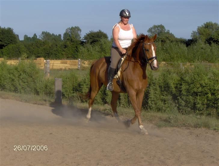 Dansk Varmblod Waldhorn - Sommeren 2006 billede 3