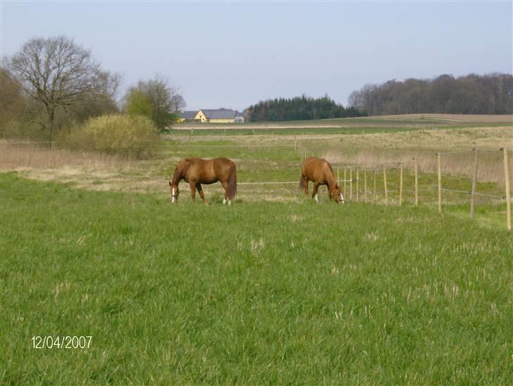 Dansk Varmblod Waldhorn - Foråret 2007 billede 4