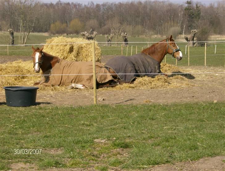 Dansk Varmblod Waldhorn - vinteren 2006/2007 billede 5