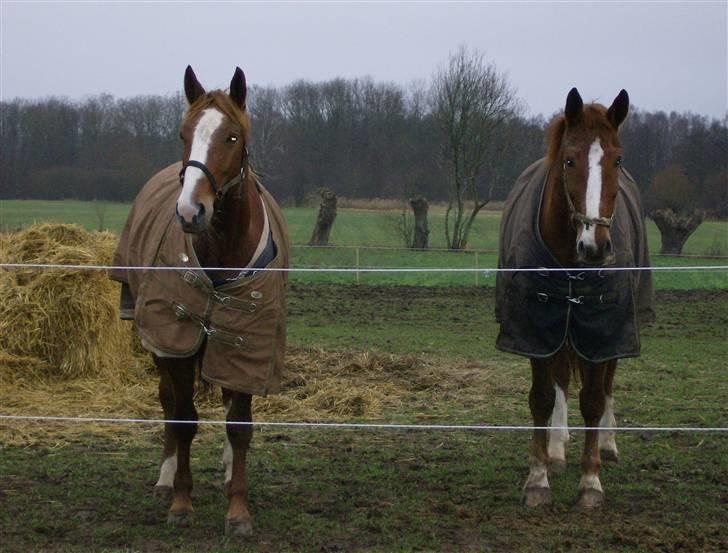 Dansk Varmblod Waldhorn - vinteren 2006/2007 billede 6