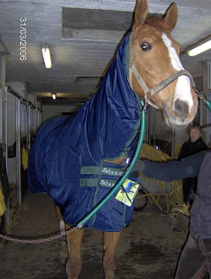Dansk Varmblod Waldhorn - Walde har fået dækken med hals billede 7