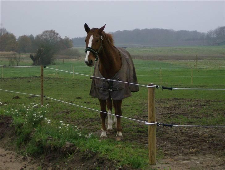 Dansk Varmblod Waldhorn - Walde på fold billede 8