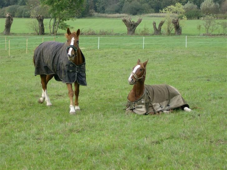 Dansk Varmblod Waldhorn - Walde og Jasmin foråret 2007 billede 9