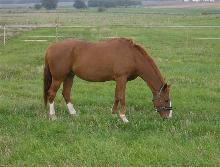 Dansk Varmblod Waldhorn - WALDHORN billede 10