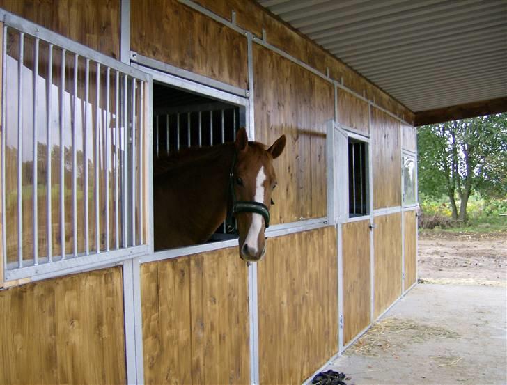 Dansk Varmblod Waldhorn - Walde i hans udeboks billede 11