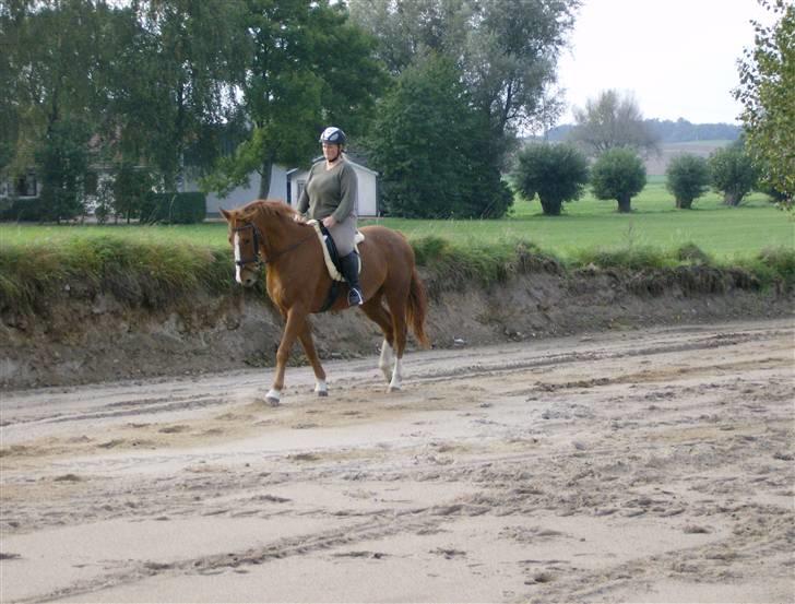 Dansk Varmblod Waldhorn - Walde og vores nye ridebane billede 12