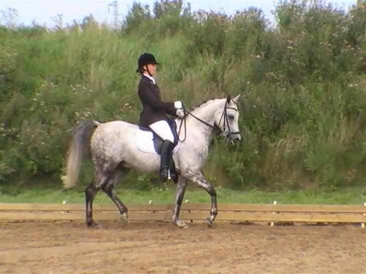 Arabisk fuldblod (OX) C.A ibn Lashkar ox - i guldager. la3 - trav. han var så god billede 4