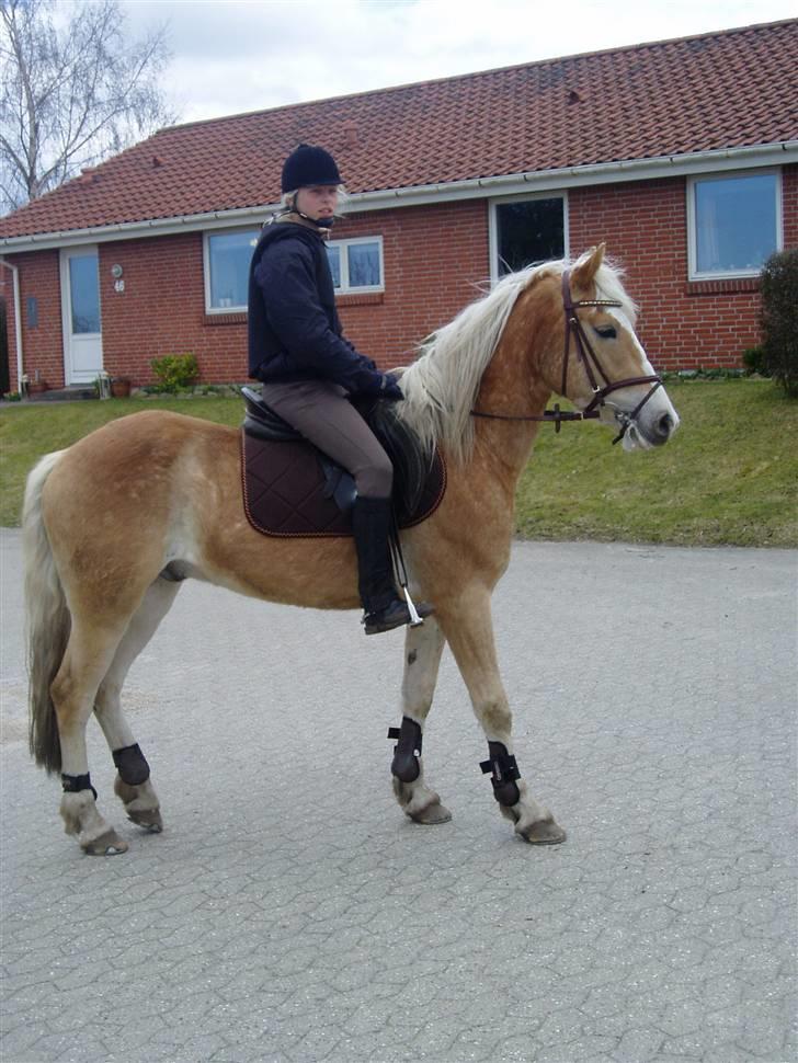 Anden særlig race Zafir - På tur;b billede 5