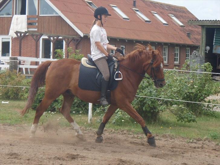 Anden særlig race Godtfred - Camilla(søster) og Godtfred - dressur træning sommer 2009 billede 18