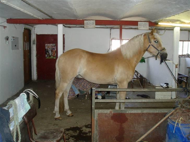 Anden særlig race Zafir - Zafir på staldgangen<3 billede 7