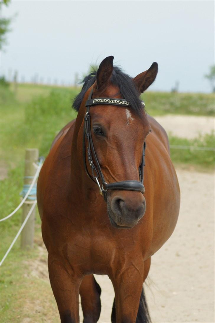 Anden særlig race Balcarno Star - Velkommen til Balcarno Star´s profil <3 billede 1
