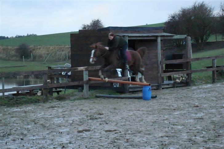 Anden særlig race chillie RIP billede 14