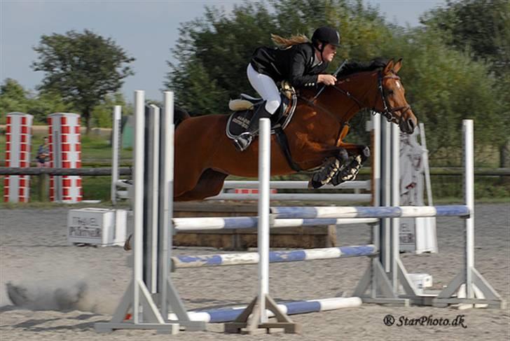 Arabisk fuldblod (OX) Ipaya solgt billede 19