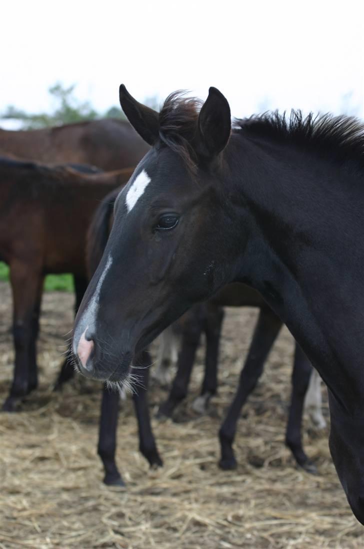 Dansk Varmblod Gørtklintgårds Kiaya - Kiaya lige da jeg havde købt hende billede 13