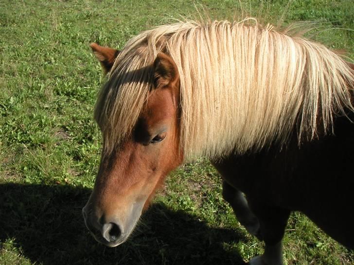 Shetlænder Anelunds Cirkeline billede 9