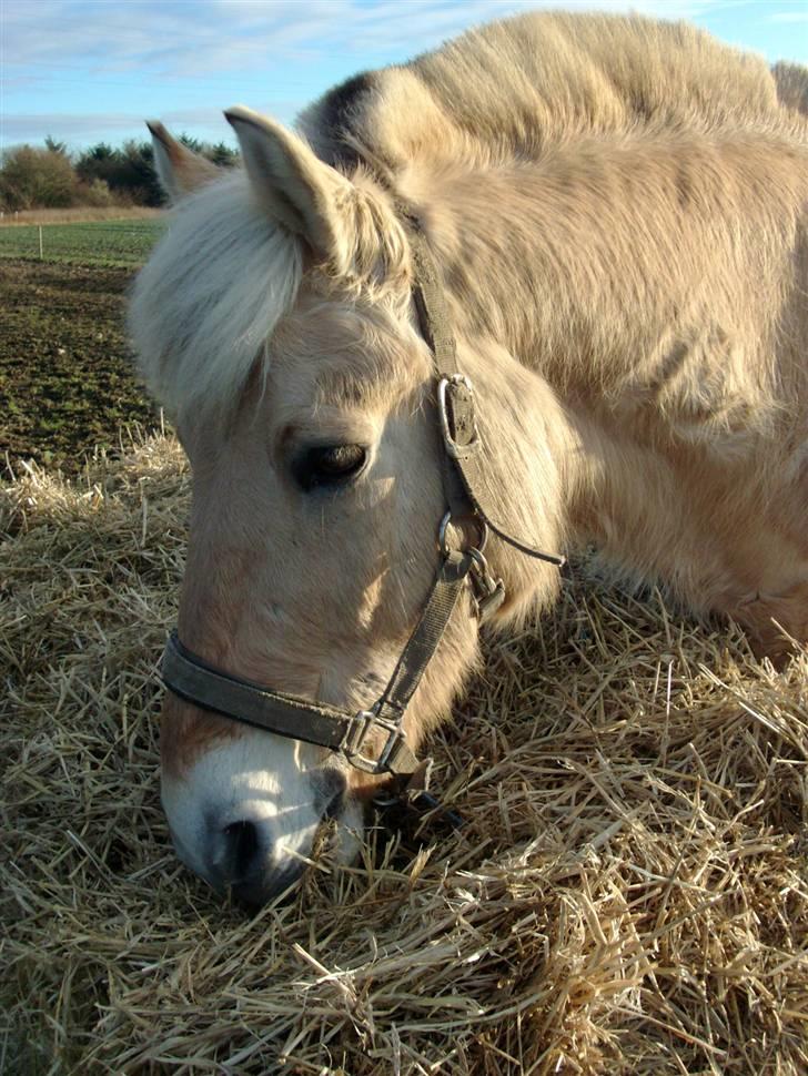 Fjordhest Thor Bindebjerg  - - Nytår 07, dejligt udtryk (: billede 6