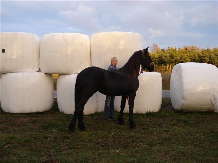 Frieser Victoria D billede 8