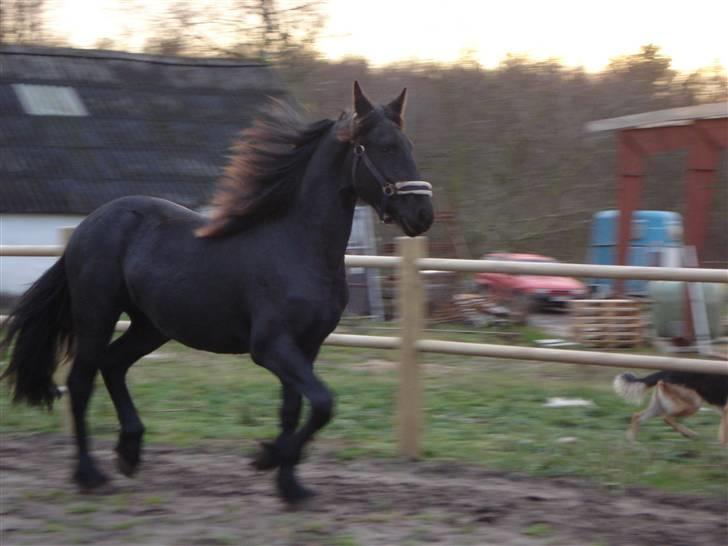 Frieser Victoria D billede 10