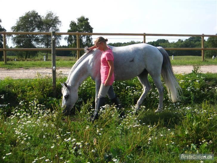 Anden særlig race Hovmarkens Lollipop R.I.P 11.12.13 - nr 9. mig og Lolli på fold. Foto: Rikke Lund billede 9