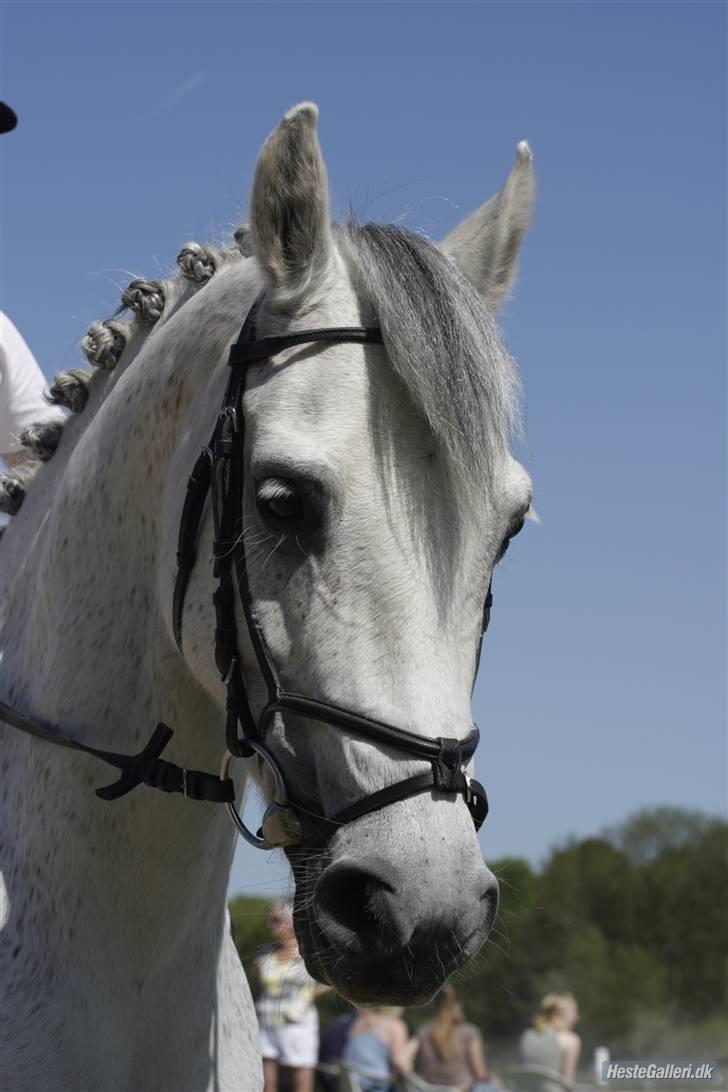 Anden særlig race Hovmarkens Lollipop R.I.P 11.12.13 - nr 13. Min smukke pony. Foto Michael Holst billede 13